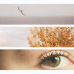 Fleeting Wilds